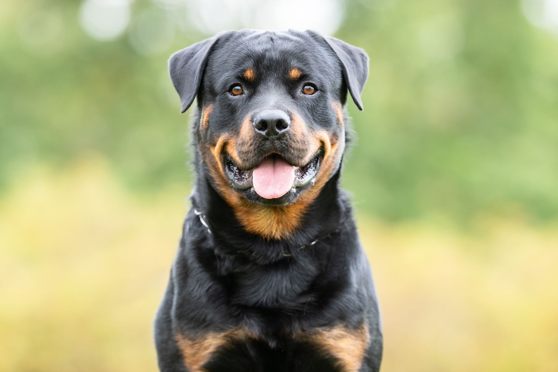 Eine Person und ein braunen Hund