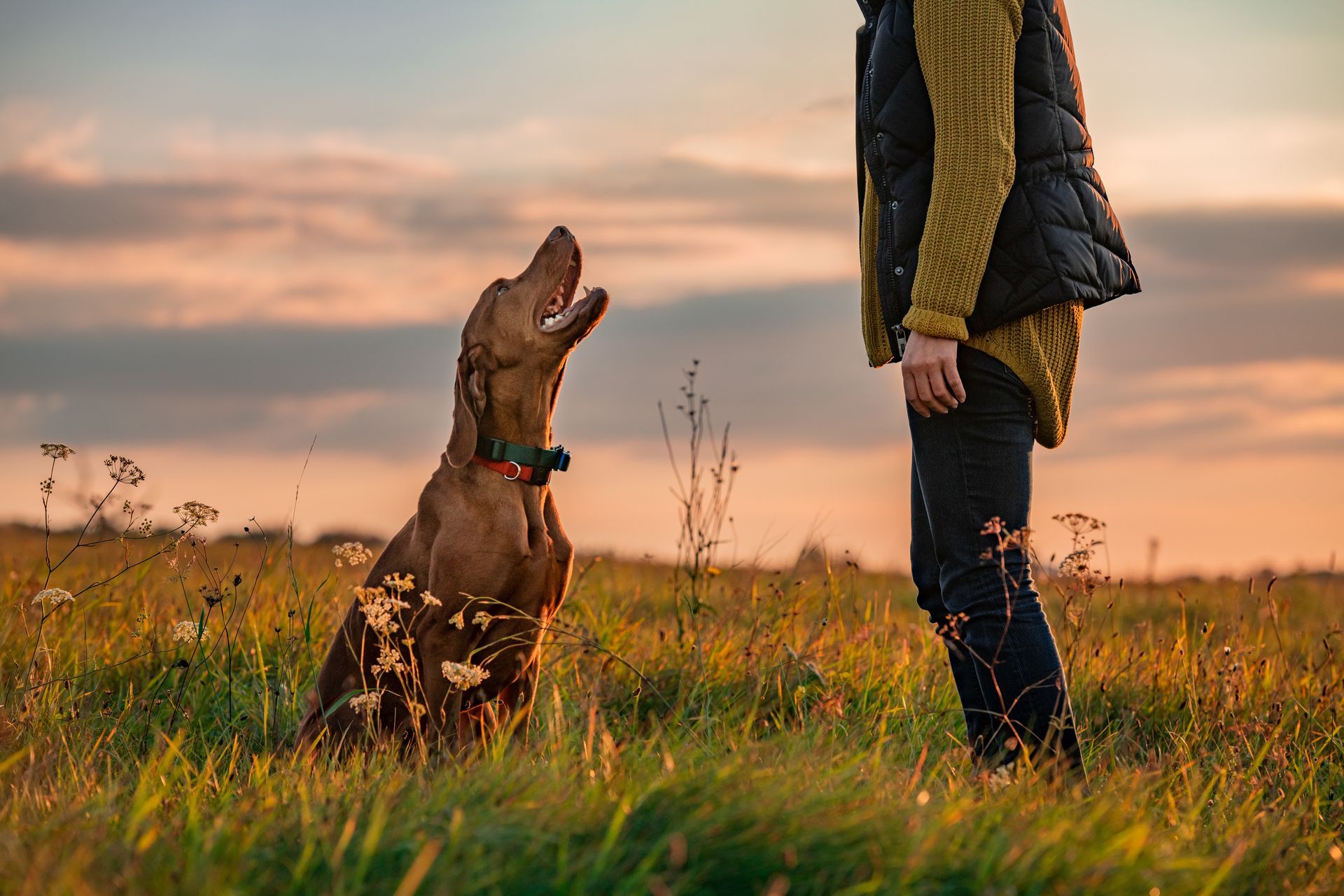 Eine Frau steht neben einem Hund , der in einem Feld sitzt .