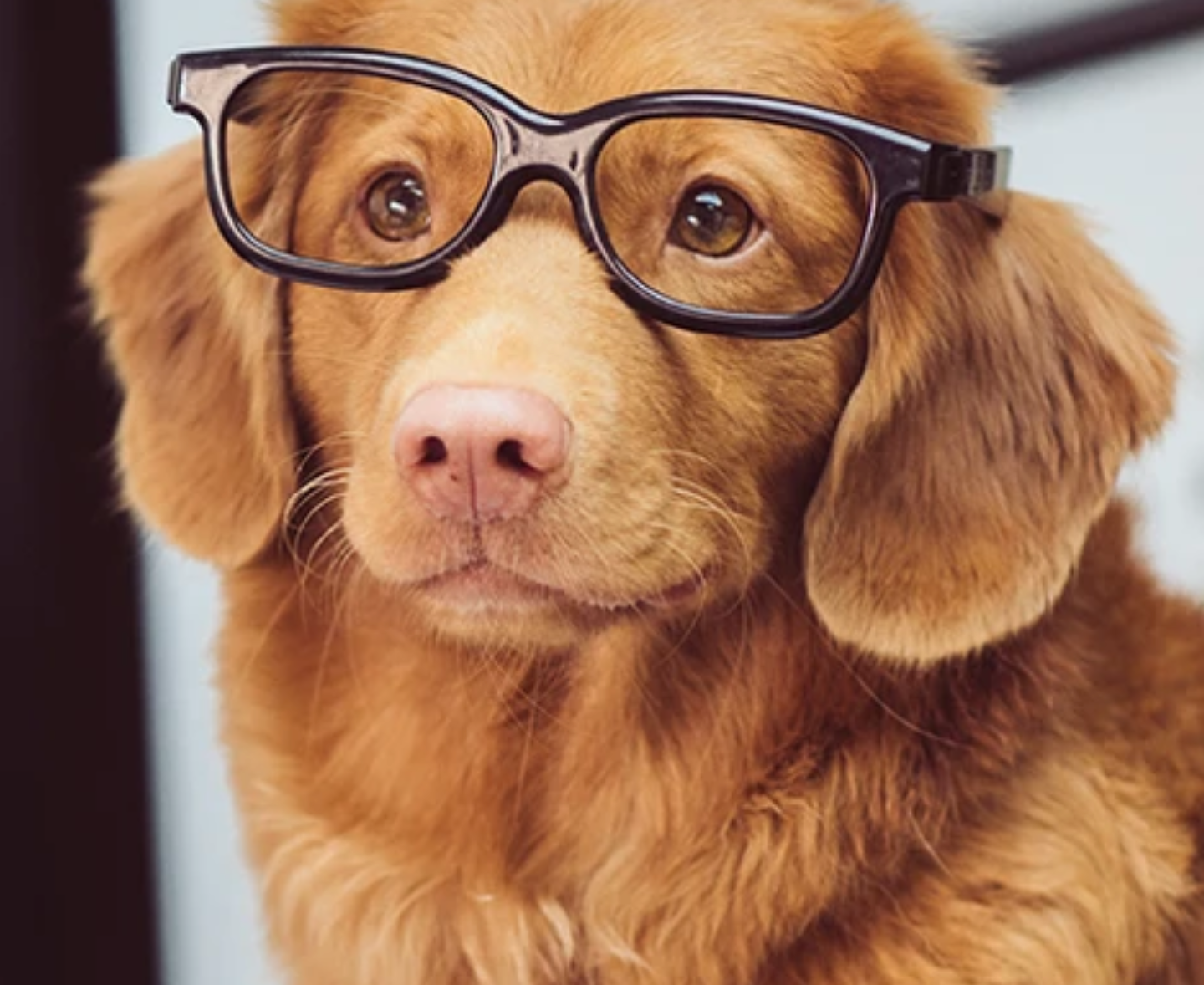 zwei Hunde stehen auf einem sandigen Strand und schauen sich an