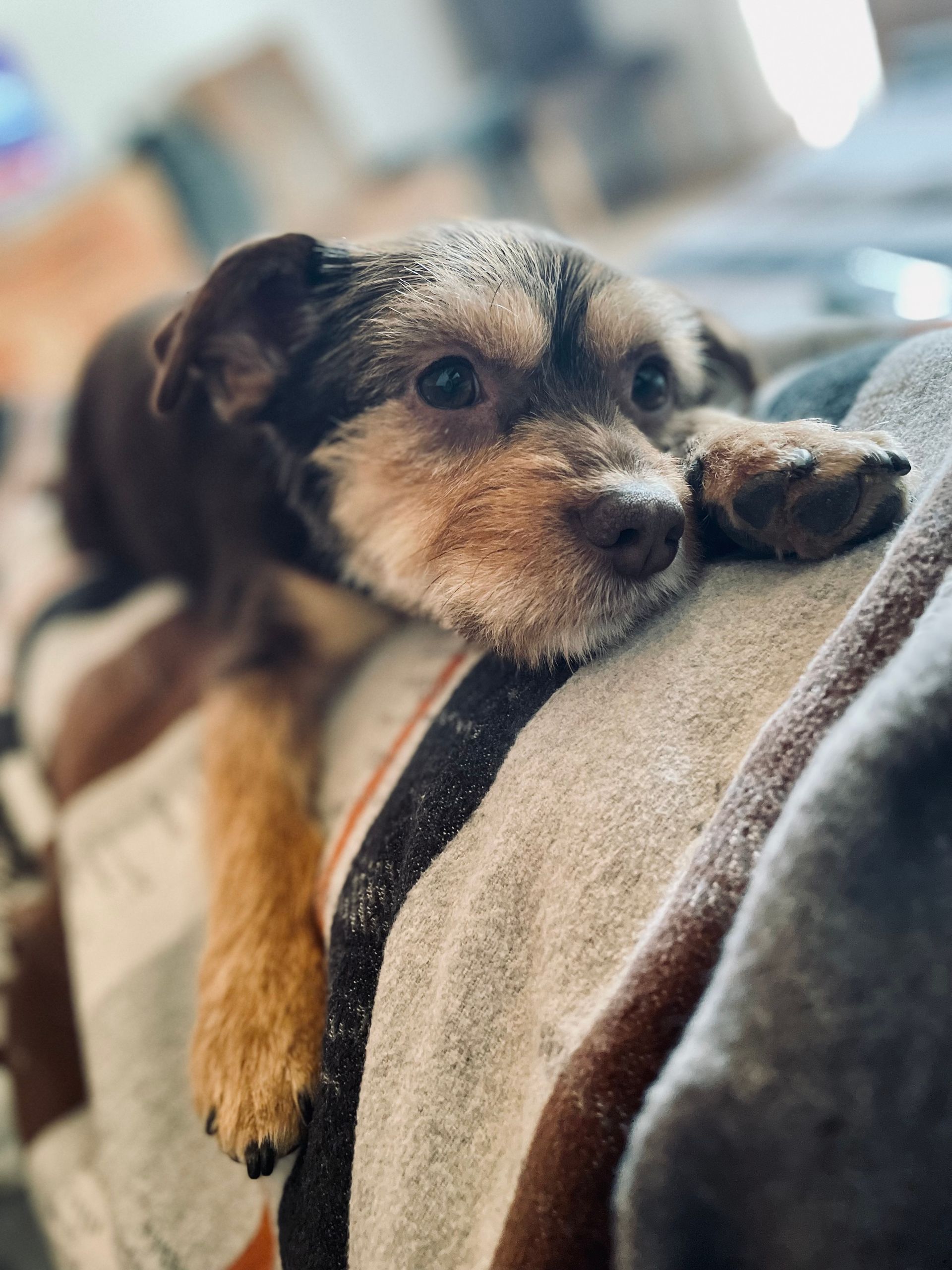 ein kleiner Hund liegt auf einer Decke