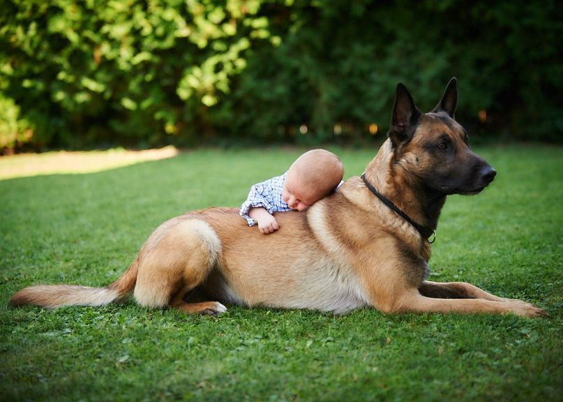 Ein Baby liegt auf dem Rücken eines Hundes .