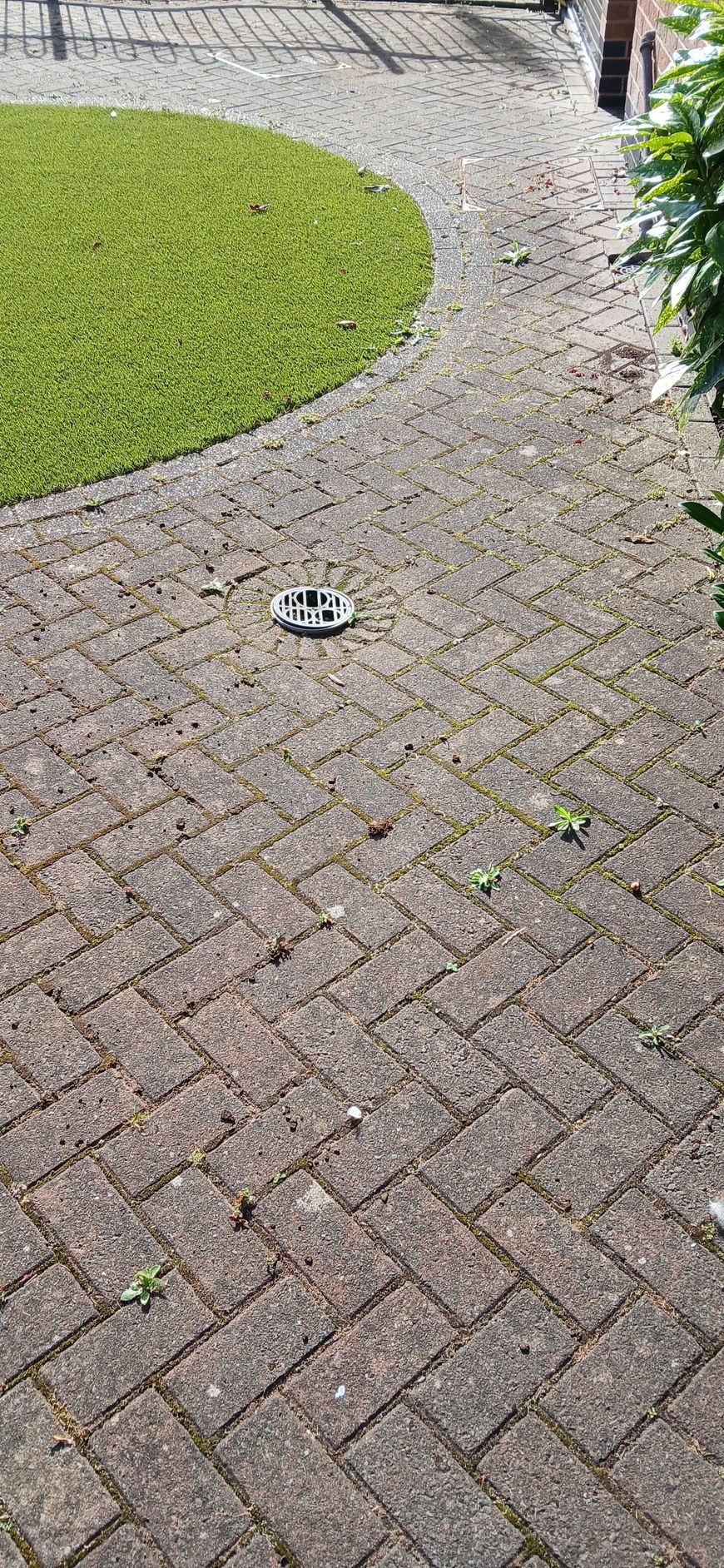 Block paved driveway with a drain in it.  It is heavily covered in biofilm and moss.