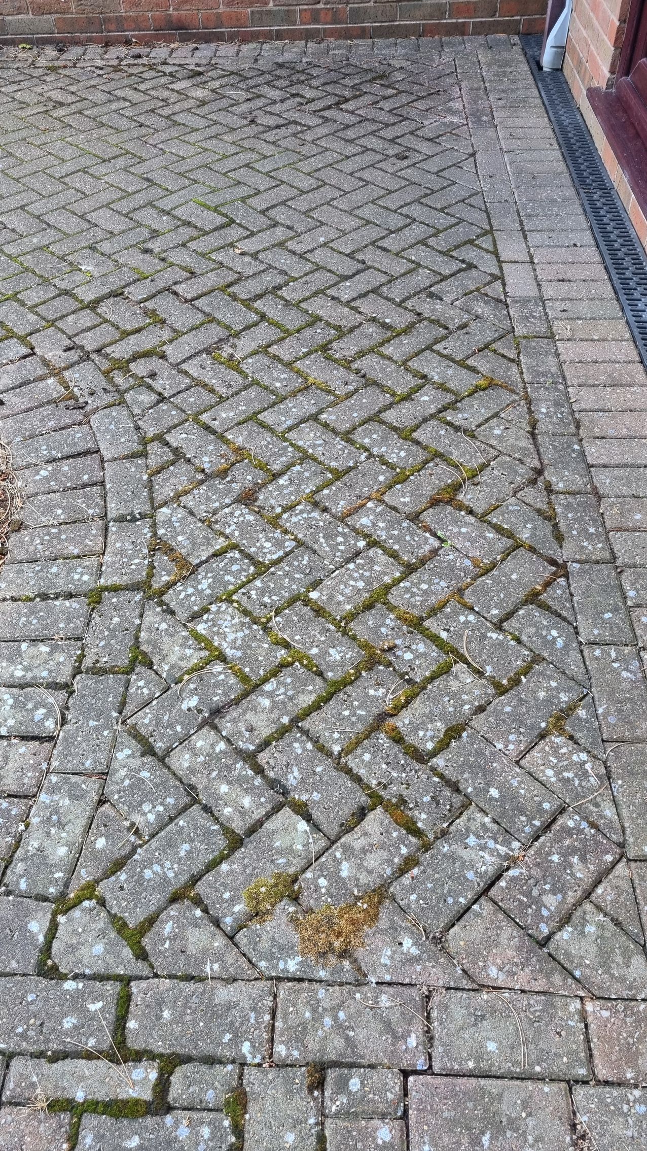 A brick walkway with moss growing on it.