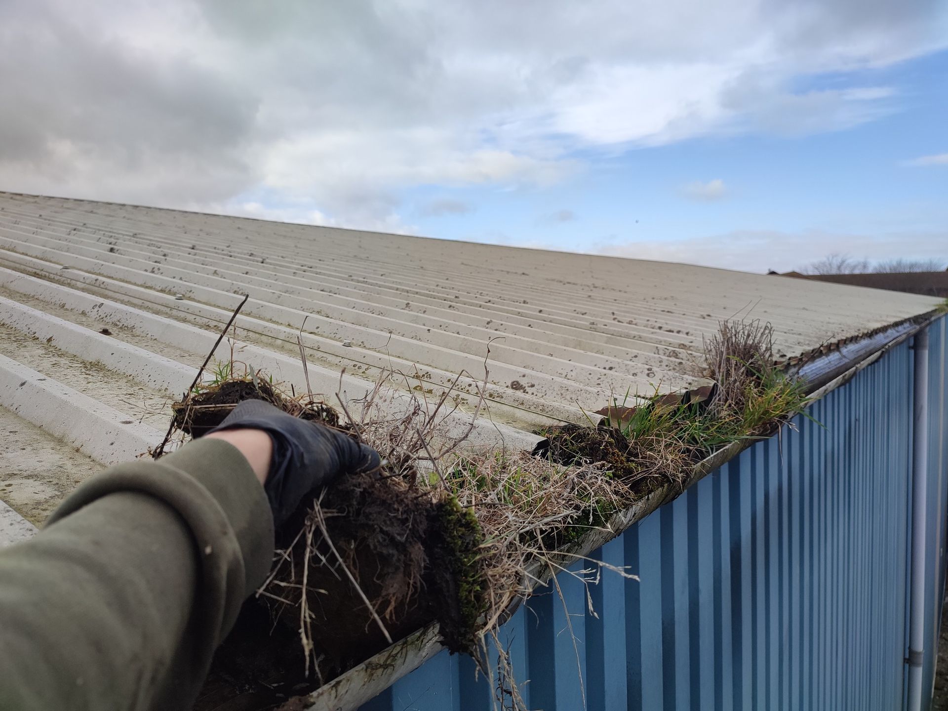 Gutter filled with long grass on a building's edge against a blue sky.