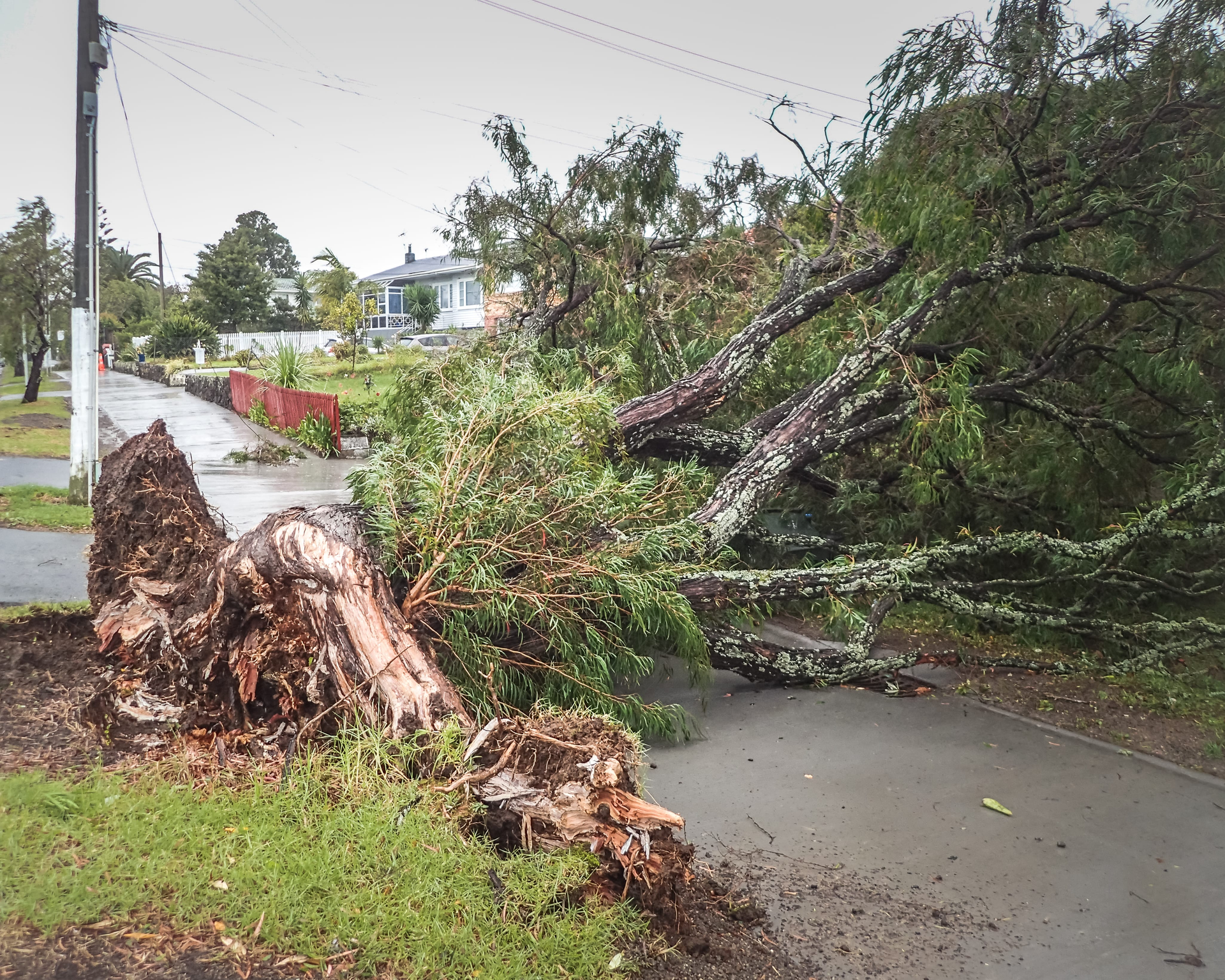 Fallen tree blocking a wet residential road after a storm, with broken trunk and branches across the pavement.