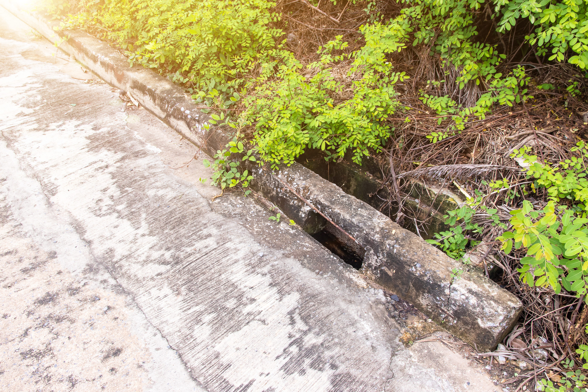 Concrete roadside drain beside green vegetation in bright sunlight