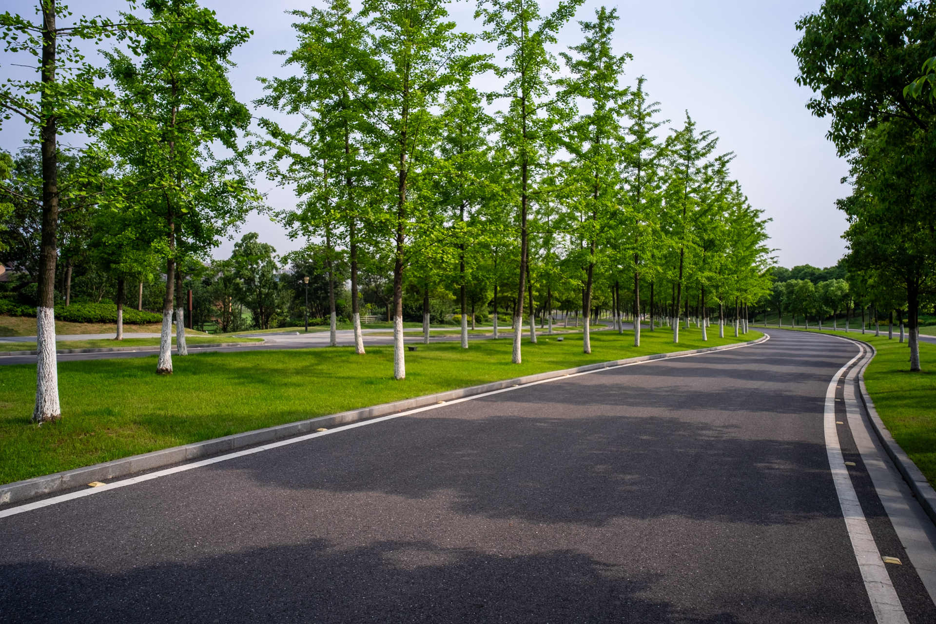 Tree-lined road curving through a green park on a sunny day