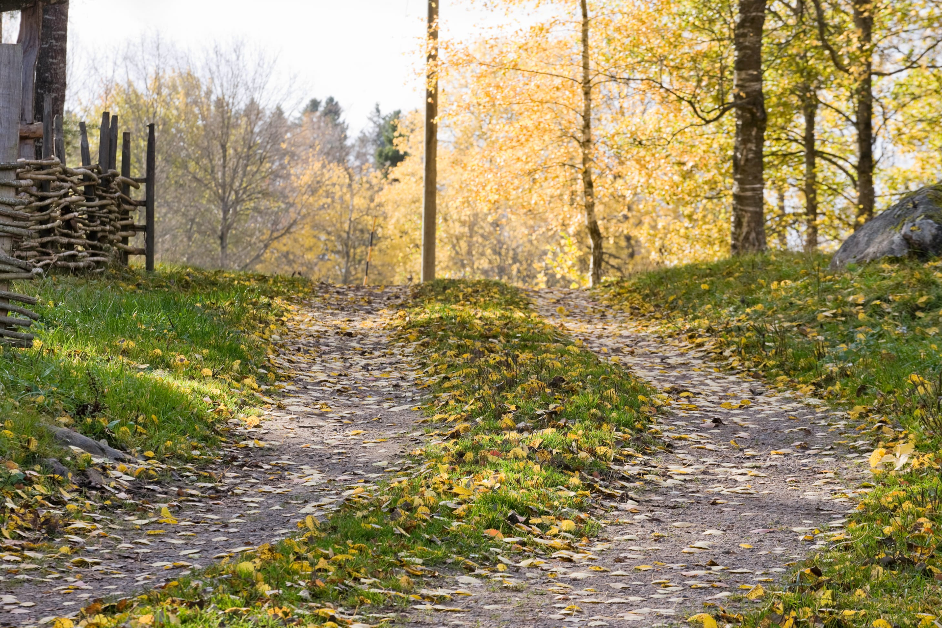 Autumn forest path with yellow trees and a dirt trail curving through green grass