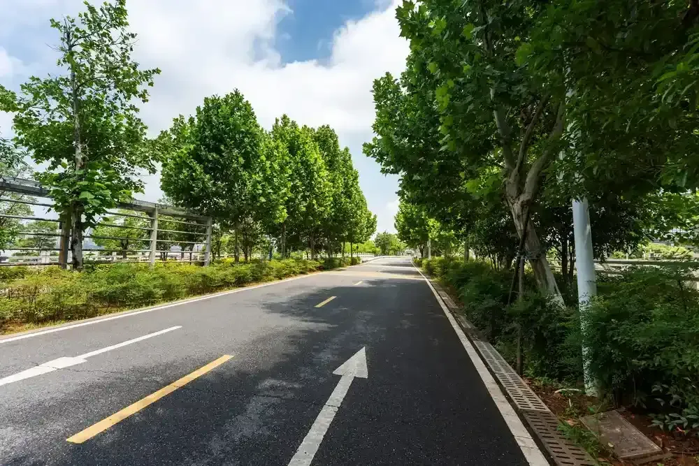 Tree-lined road with white lane markings under a bright sky
