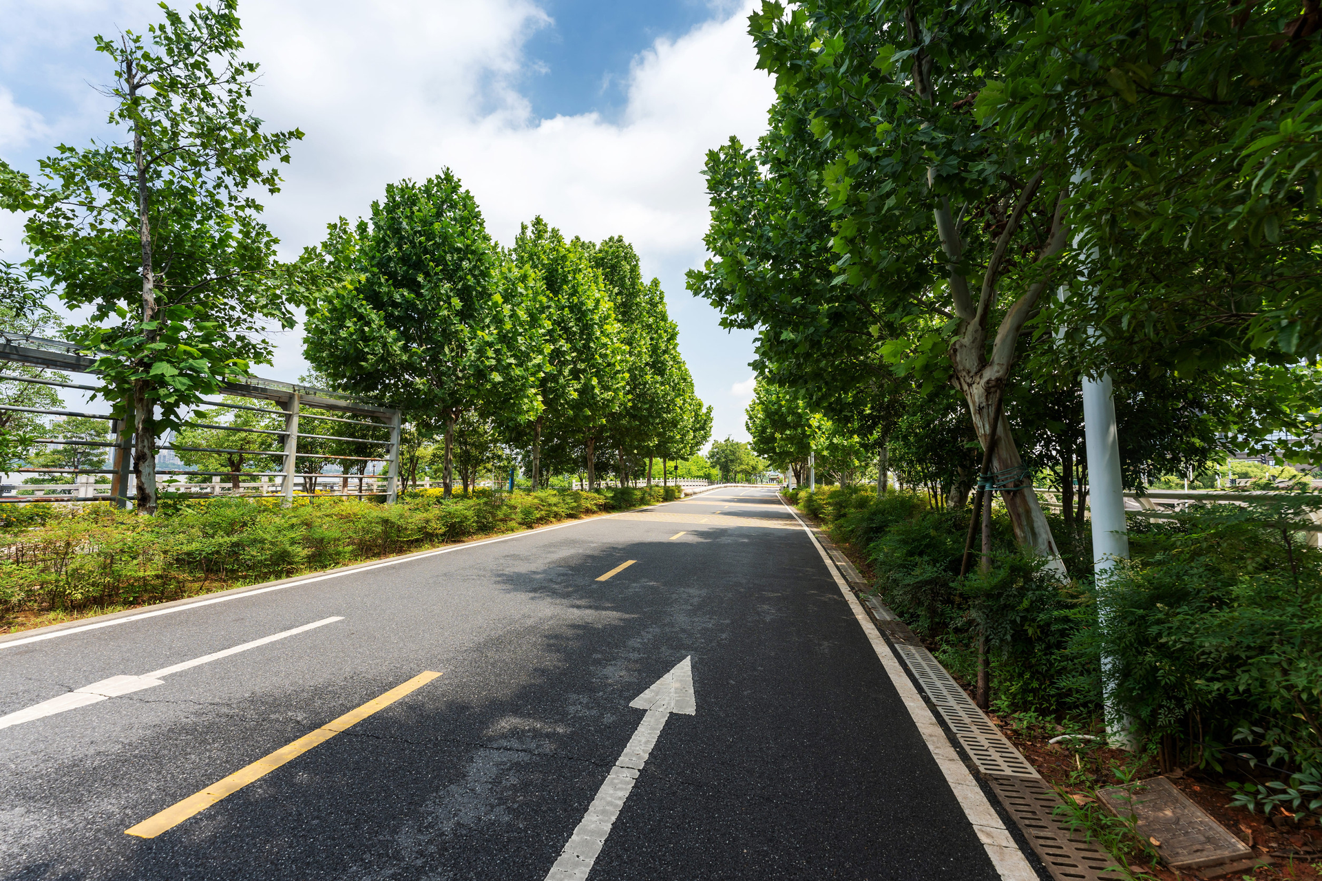 Tree-lined road with lane markings under a bright blue sky, empty and shaded by green trees.