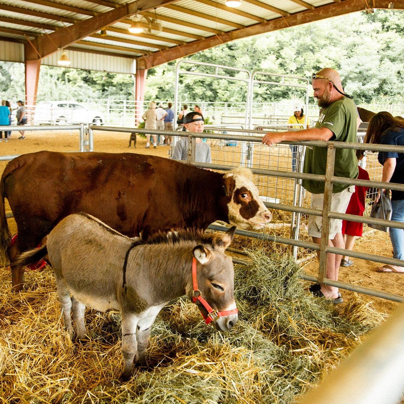 A cow and a donkey are eating hay in a pen