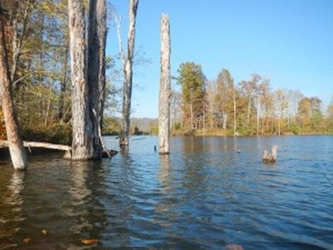 A lake surrounded by trees on a sunny day