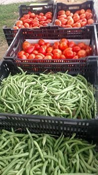 A bunch of green beans and tomatoes in crates.