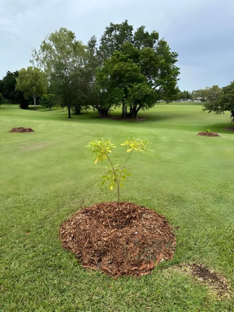 Small Sapling Tree With Mulch Ring in a Grassy Area — iWater NT Pty Ltd in Yarrawonga, NT