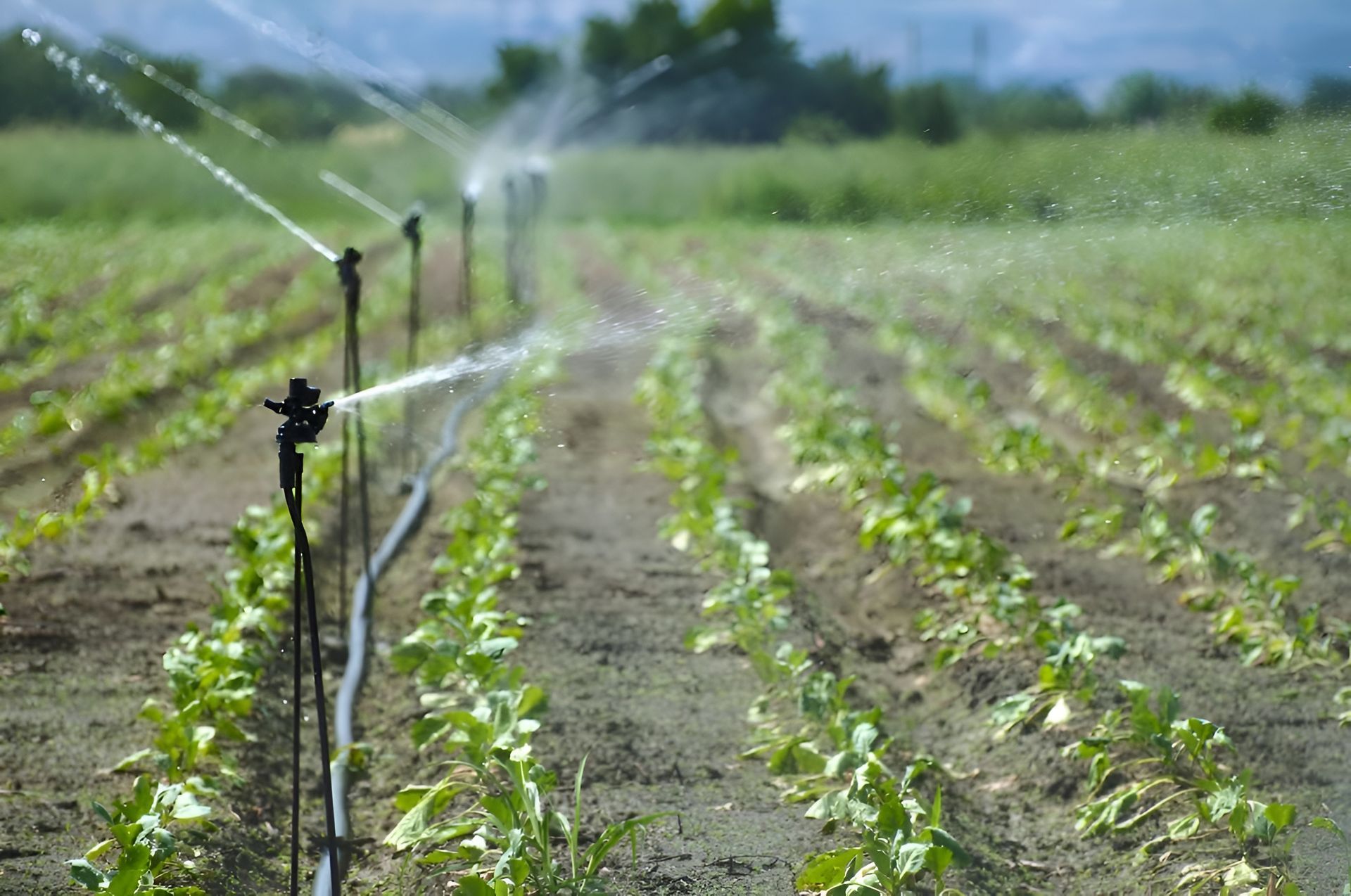 Sprinklers Watering a Row of Young Green — iWater NT Pty Ltd in Yarrawonga, NT