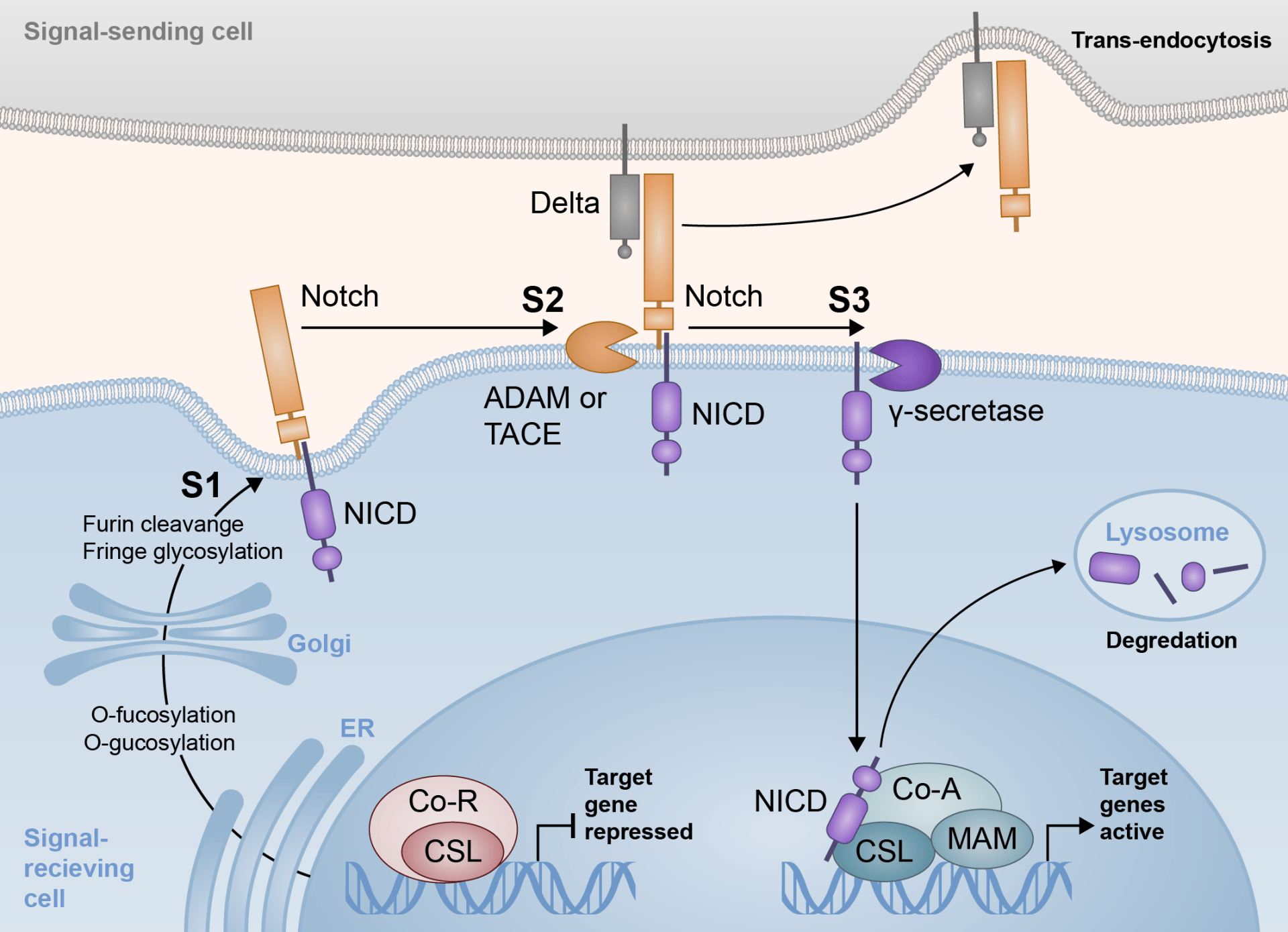 BioRender Alternatives A Scientific Illustration Software Comparison