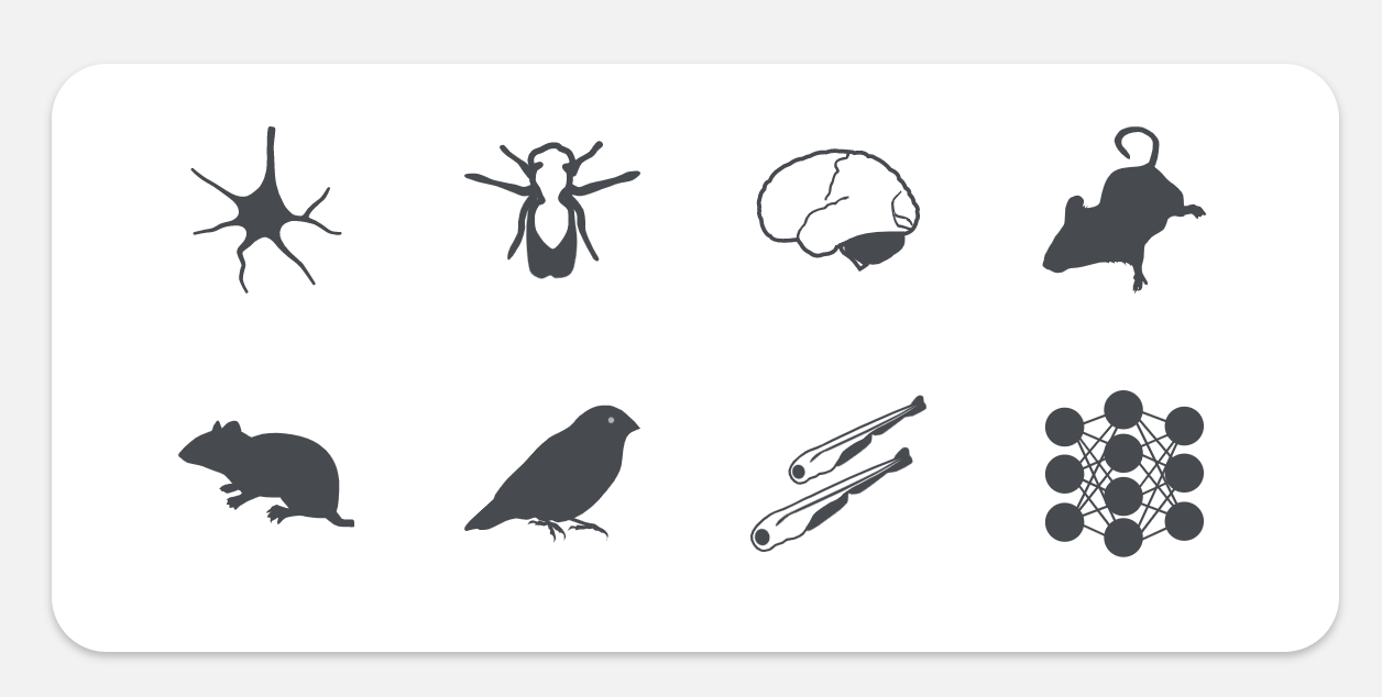 BioRender Alternatives: A Scientific Illustration Software Comparison