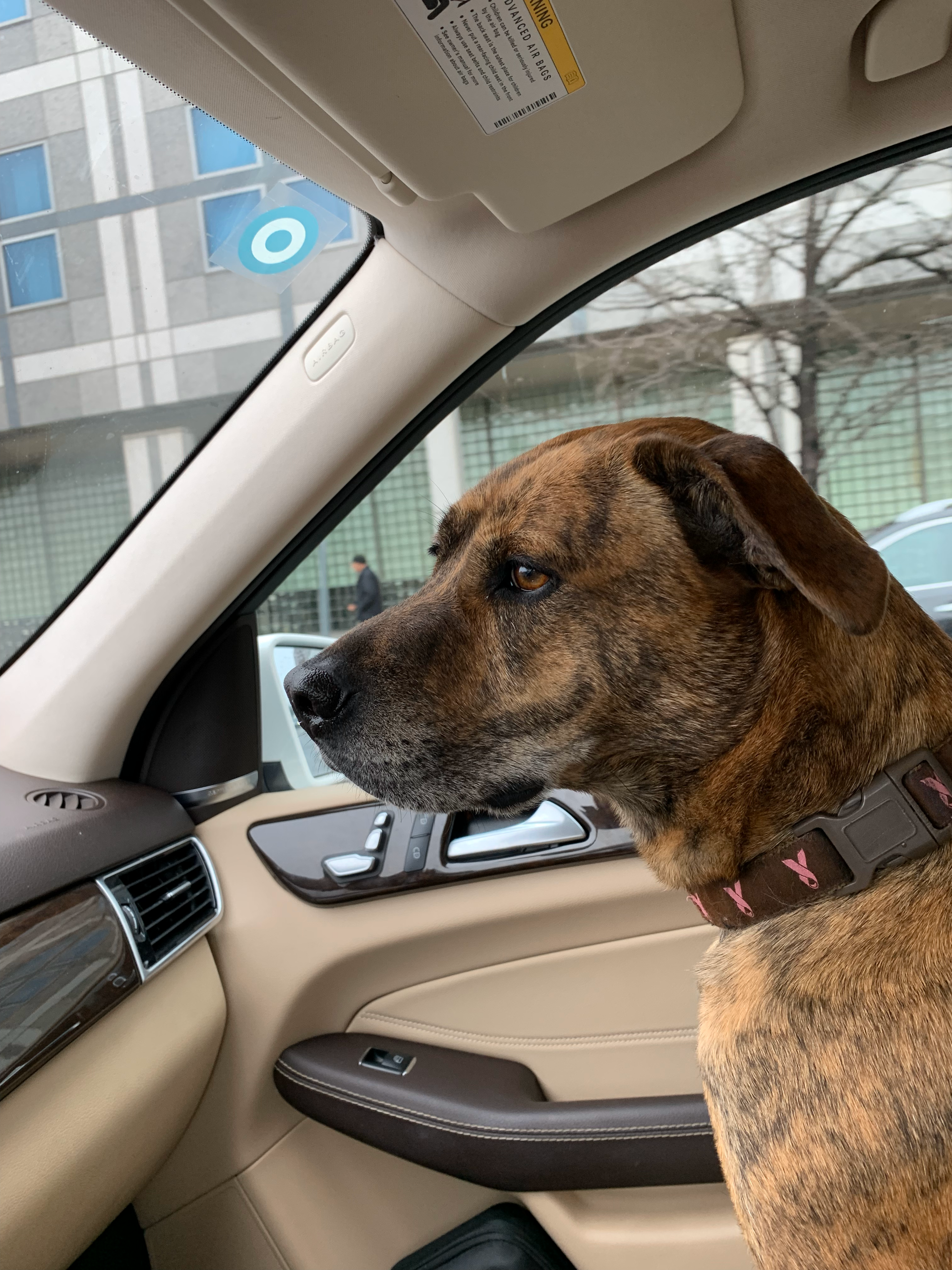 A dog is sitting in the driver 's seat of a car looking out the window.