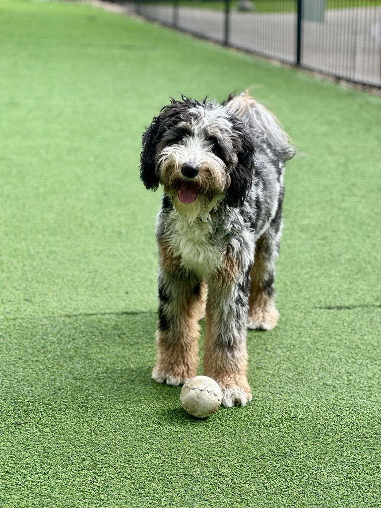 A small dog is standing on a lush green field with a ball.