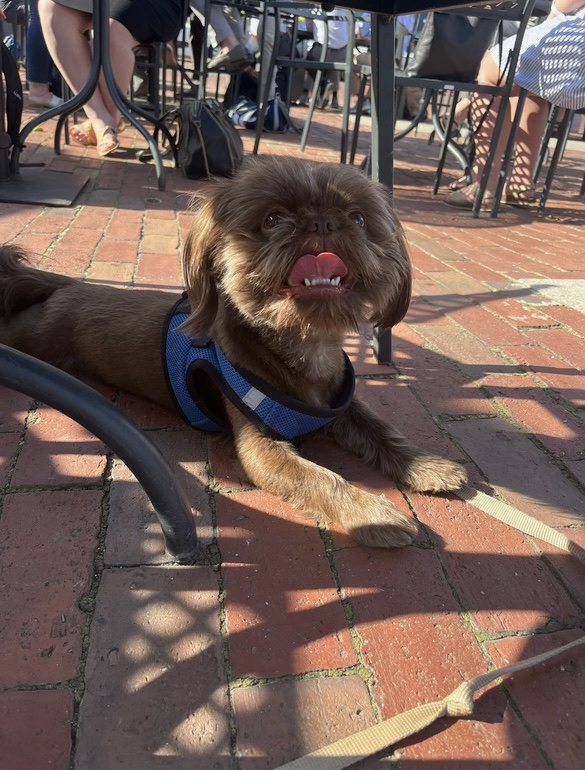 A small brown dog wearing a blue harness is laying on a brick sidewalk