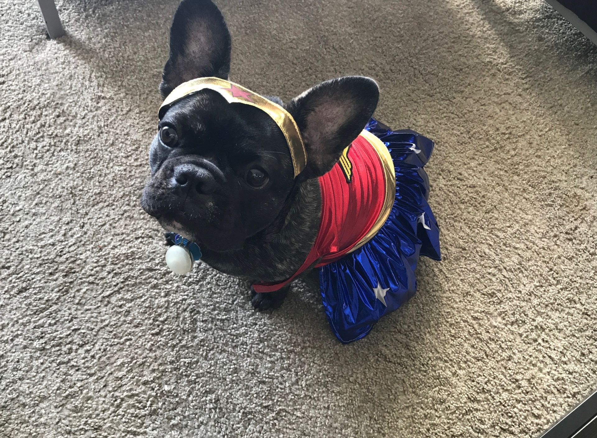 A french bulldog wearing a wonder woman costume is laying on the floor.