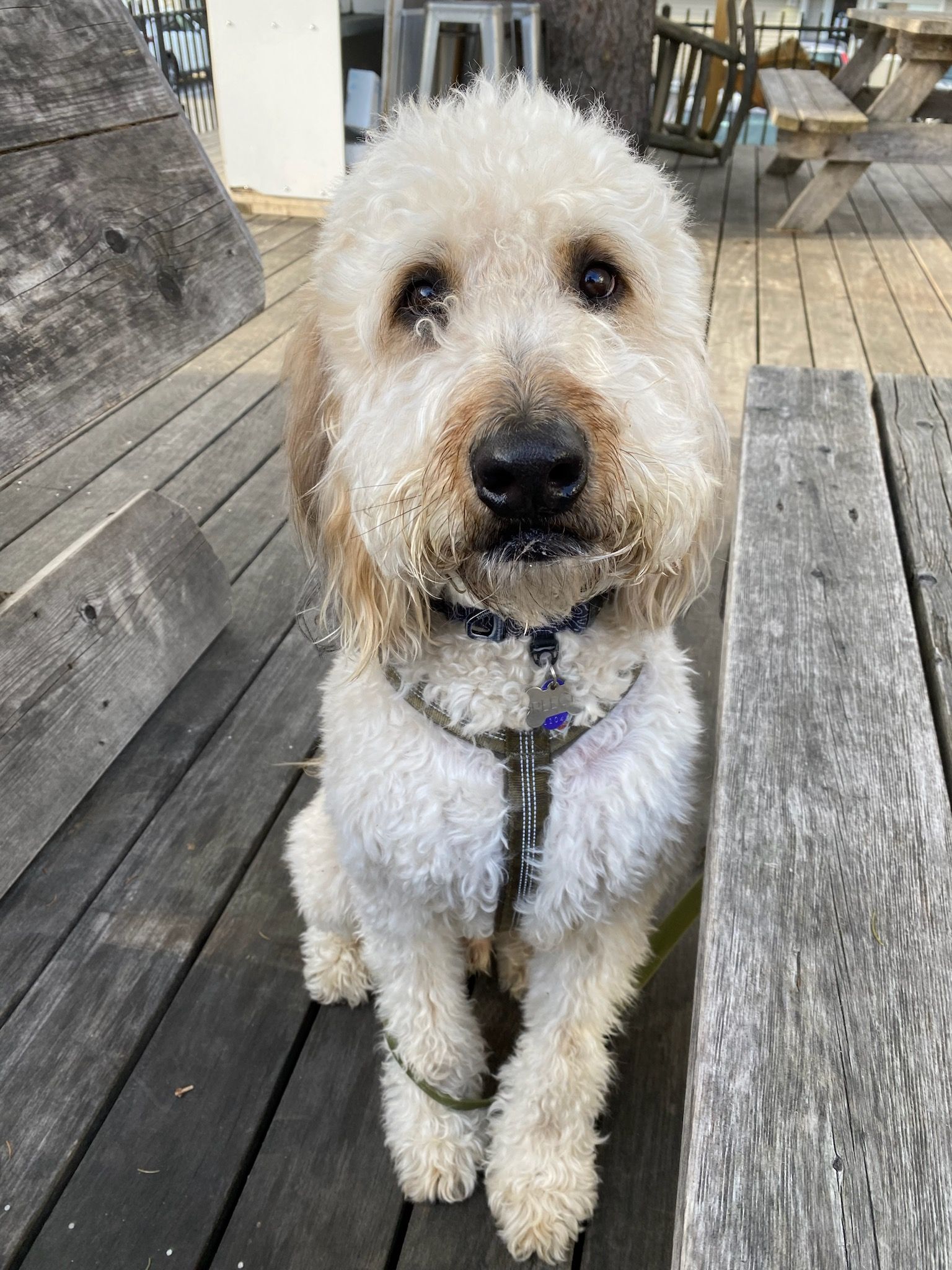 A small white dog is sitting on a wooden bench.