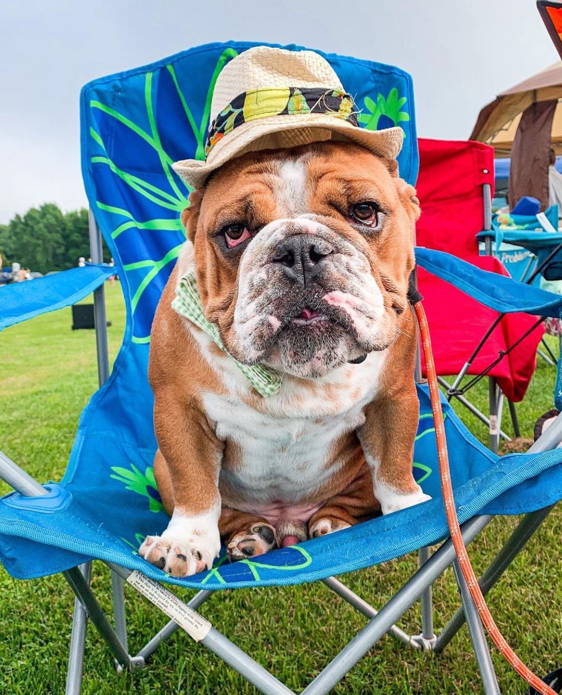 A bulldog wearing a hat is sitting in a folding chair.