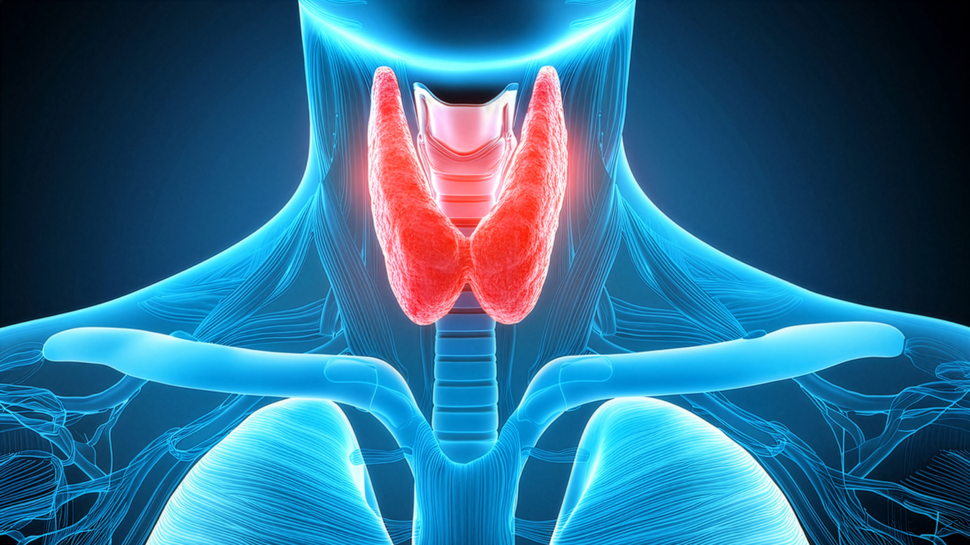 Blue medical illustration of a neck and shoulders with a glowing red thyroid gland highlighted