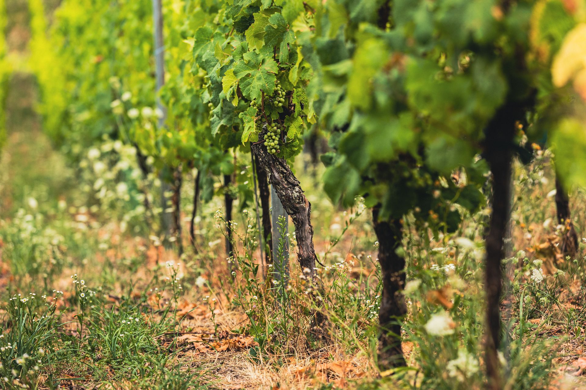 Une rangée de vignes poussant dans un vignoble.