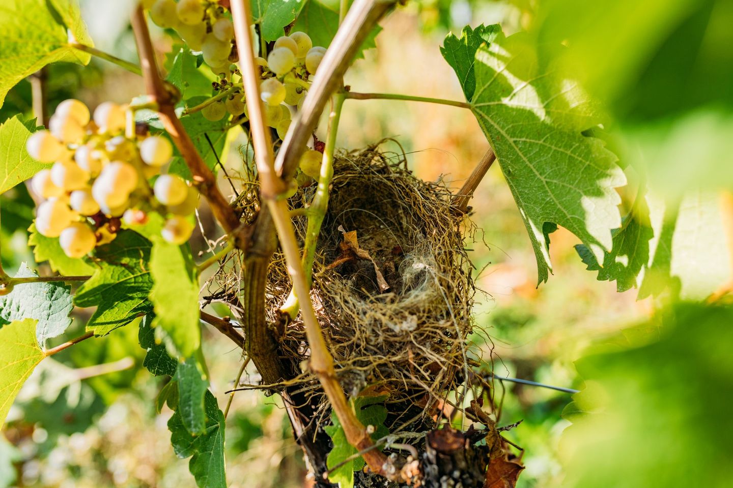 Un nid d'oiseau est suspendu à une vigne avec des raisins.