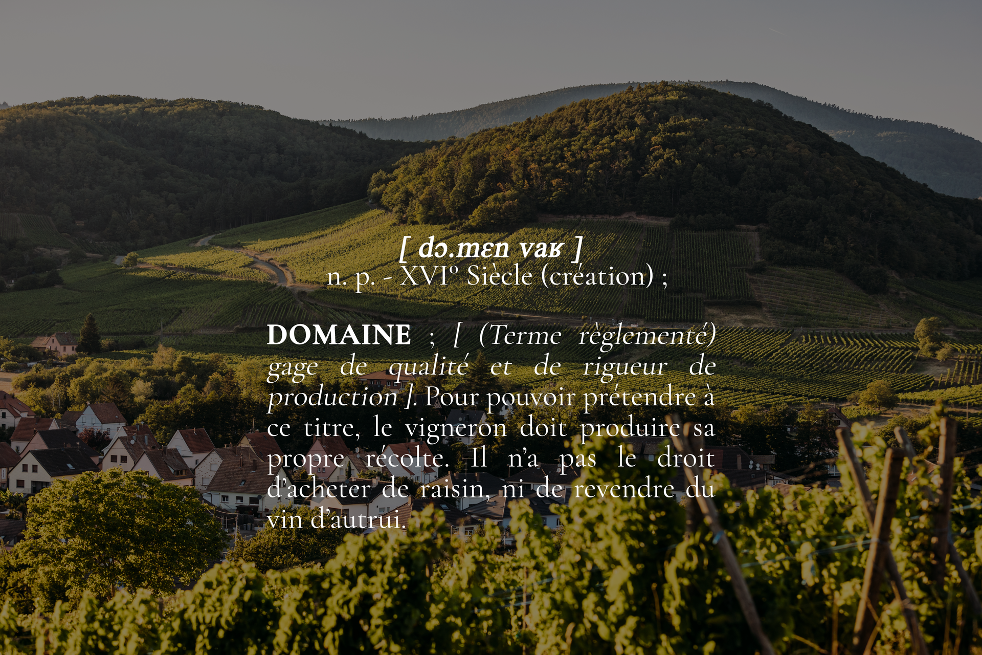Une vue aérienne d'un vignoble avec des montagnes en arrière-plan