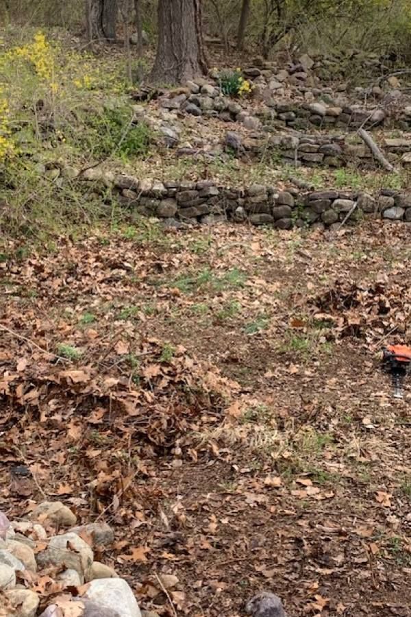 There are a lot of leaves on the ground in the woods.