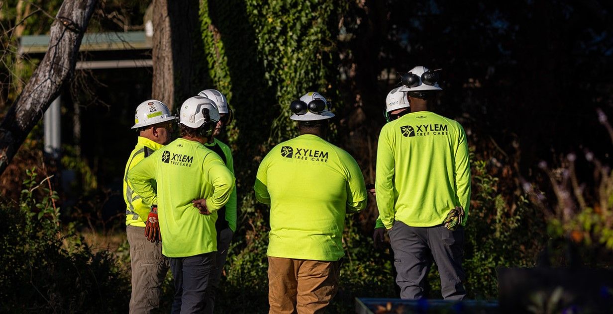 Tree Care | Norfolk, VA | Xylem Tree Care