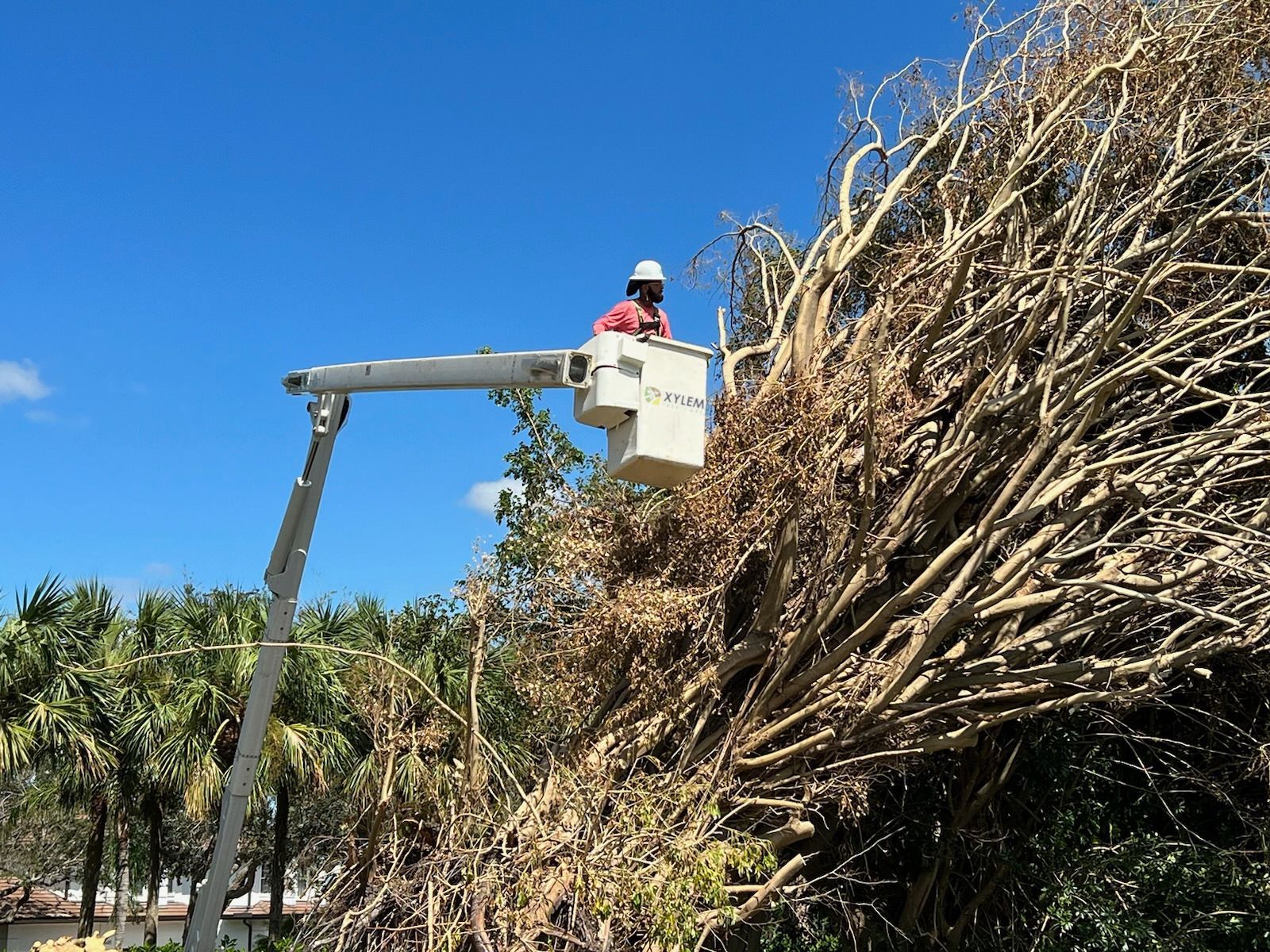 Man in a bucket that says kylem on it — Norfolk, VA — Xylem Tree Care