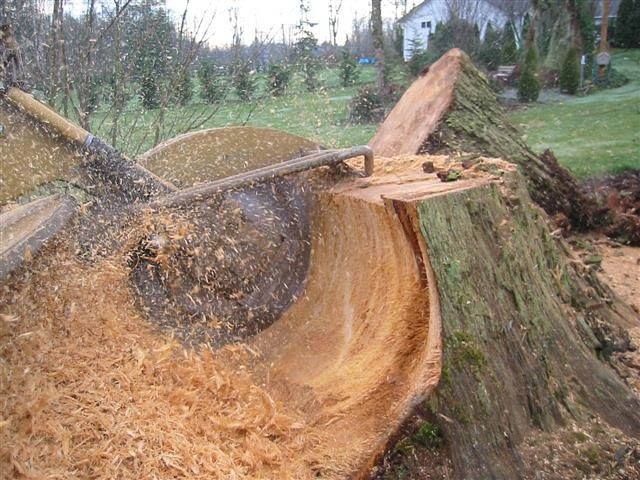 Large tree stump is being stump grinded by a machine — Norfolk, VA — Xylem Tree Care