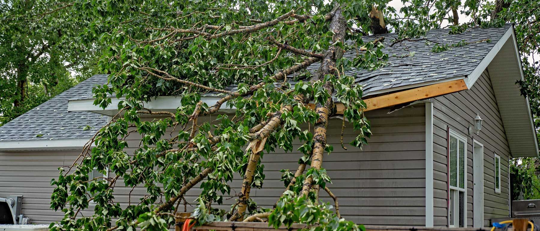 Certified arborist inspecting mature trees before storm season to help protect a residential propert
