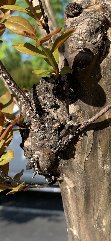 Row of trees are being planted in a park — Norfolk, VA — Xylem Tree Care