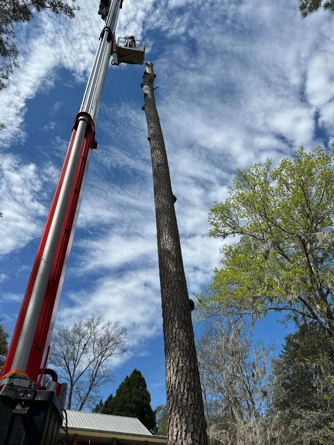 Whackem & Stackem Tree Service 2