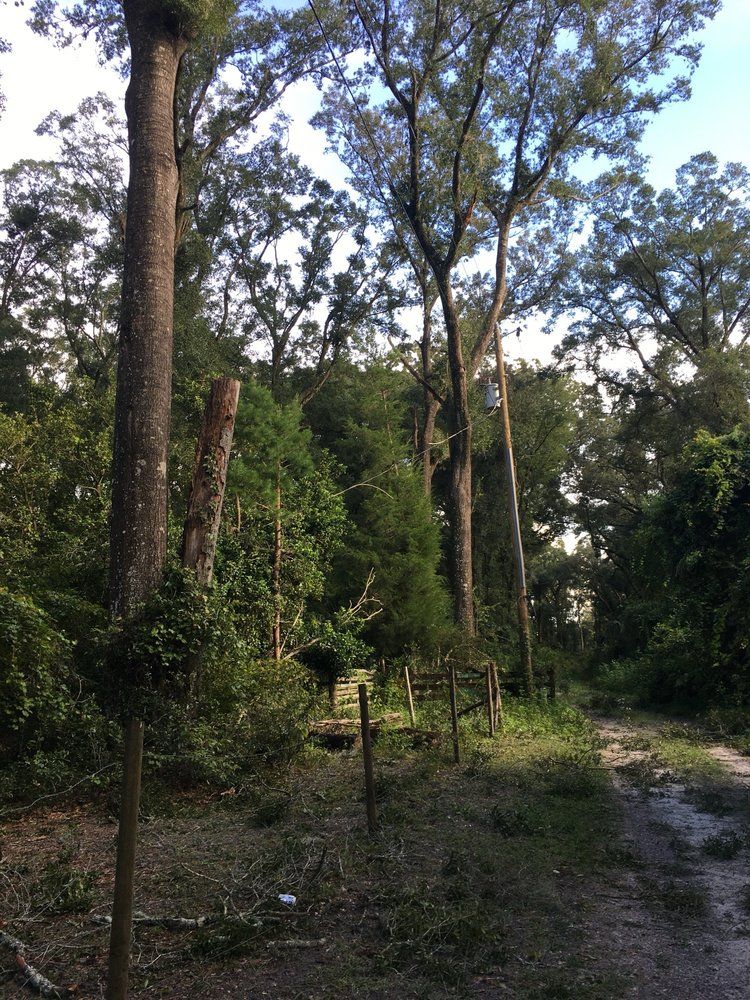 A forest with a lot of trees and a dirt road.