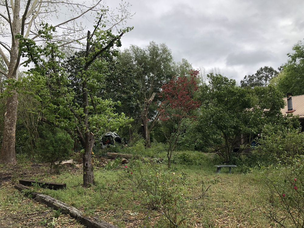 A lush green forest with trees and bushes surrounding a house on a cloudy day.