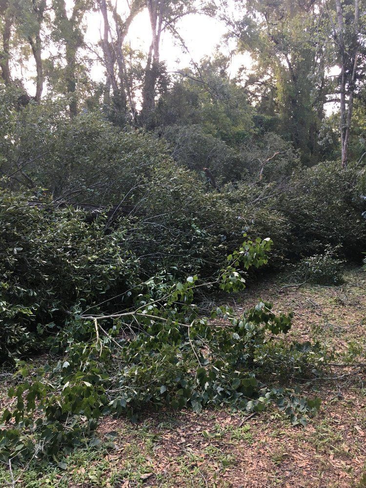 A lush green forest with lots of trees and bushes.