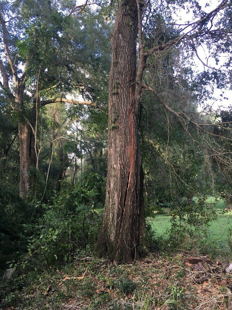 A tree with a hole in it is in the middle of a forest.