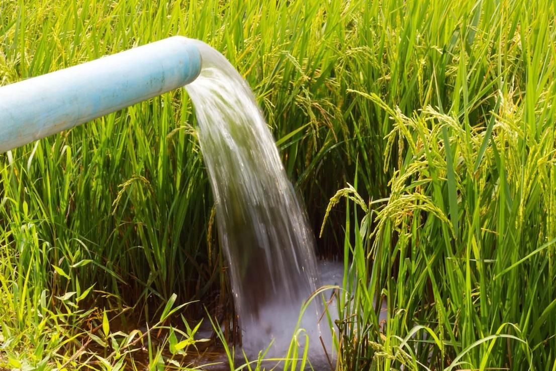 Water is Being Pumped Into a Rice Field From a Pipe — Mid Coast Liquid Waste In Wingham, NSW