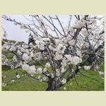 Mandorlo in fiore