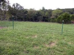 A grassy field with a fence in the background and trees in the background.