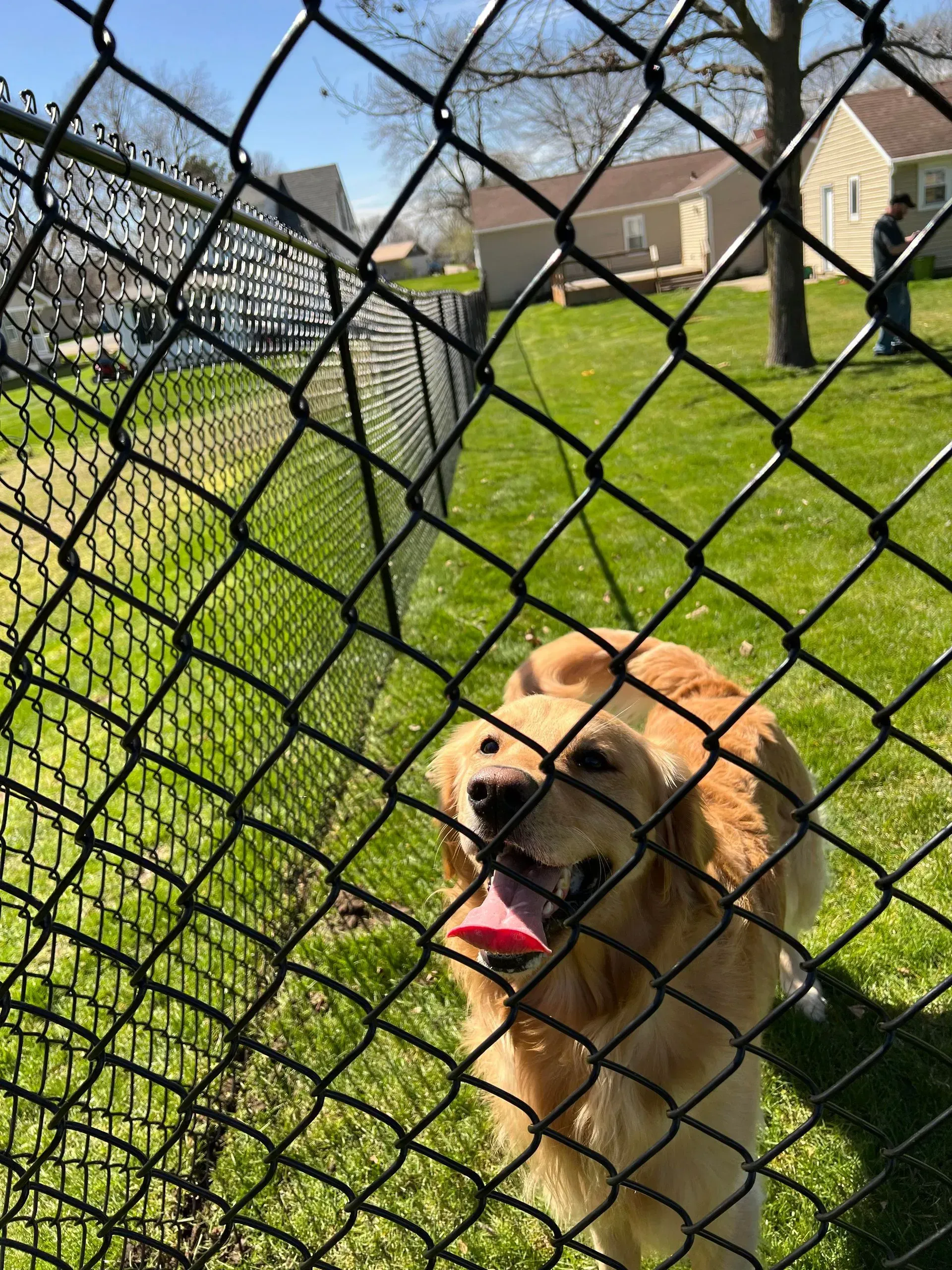 Golden retriever behind a chain-link fence in a sunny suburban backyard, panting with tongue out