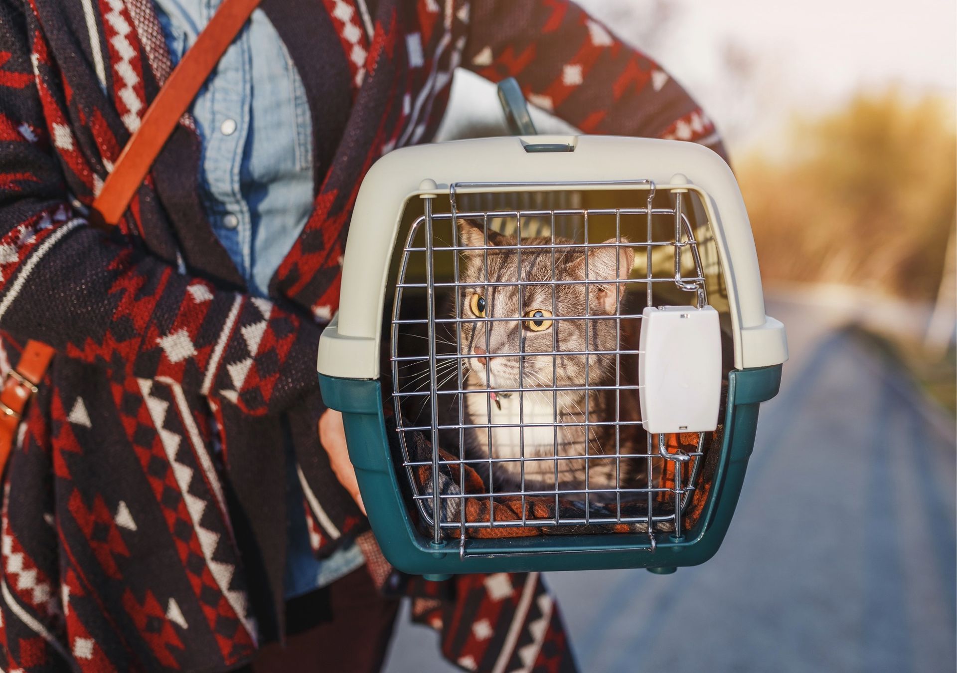 ペット移住後の体験共有を表すイメージ。輸送ケージ内で休む猫の様子。
