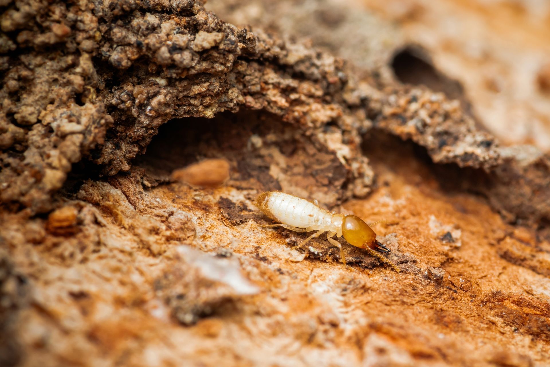 Trelona Termite Baiting System