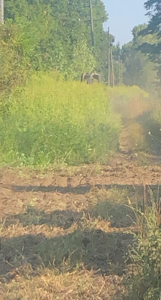 Dirt path through green overgrown woods under hazy daylight