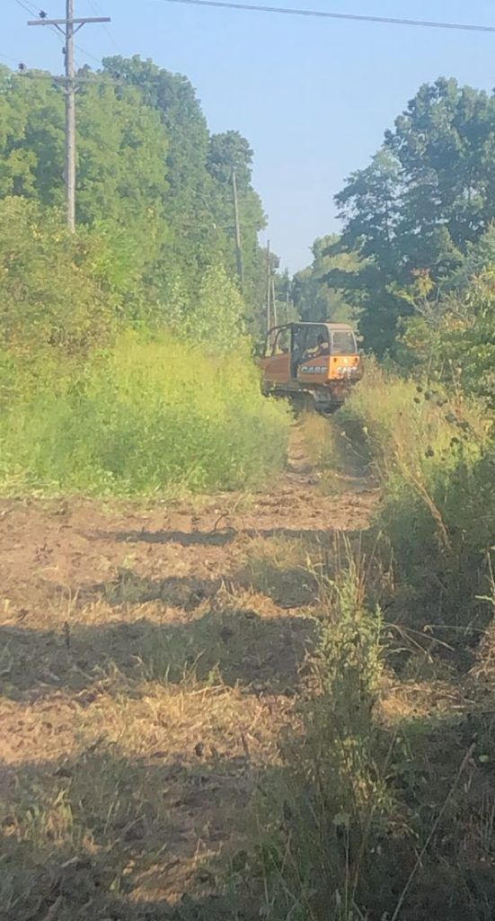 A train on overgrown tracks in a wooded area, with dense green brush and sunlight.